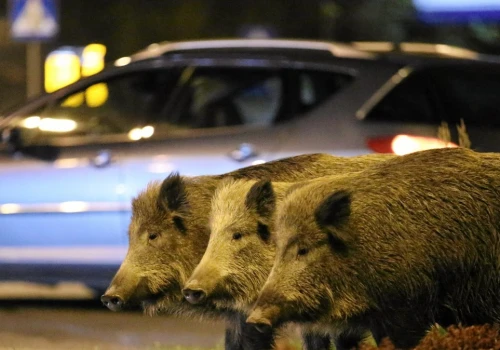 Nowy pomysł Polaków. Tak można powstrzymać dziki przed wejściem do miast