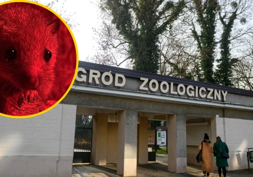 Wyjątkowi mieszkańcy przybyli do zoo w Poznaniu. 