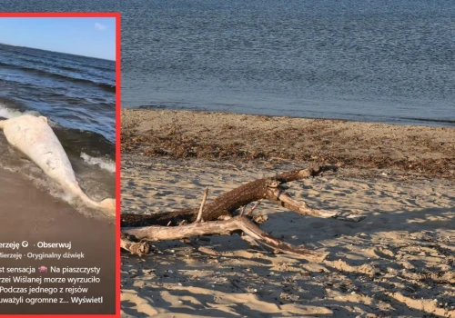 Bałtyk wyrzucił wieloryba na plaży w Mikoszewie. Jest nagranie