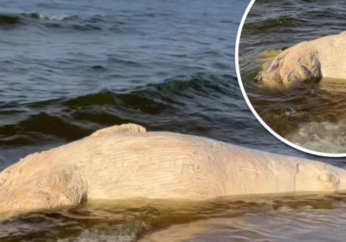 Bałtyk wyrzucił na plażę olbrzyma. 