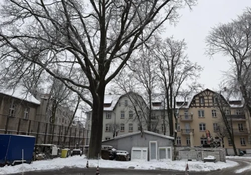 Spór o dąb w Chojnicach. Burmistrz: „Każde drzewo można wyciąć, ale są wysokie opłaty”