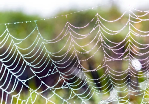 Nasączam wacik i kładę przy oknie. Pajęczyny przestają pojawiać się w kątach