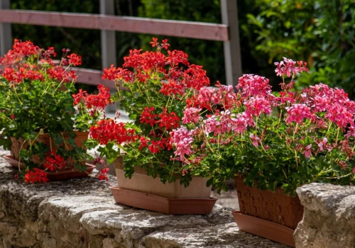 Raz w tygodniu podlewam tym pelargonie. Kwitną miesiącami jak oszalałe