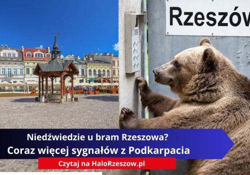 Niedźwiedzie u bram Rzeszowa? Coraz więcej sygnałów z Podkarpacia