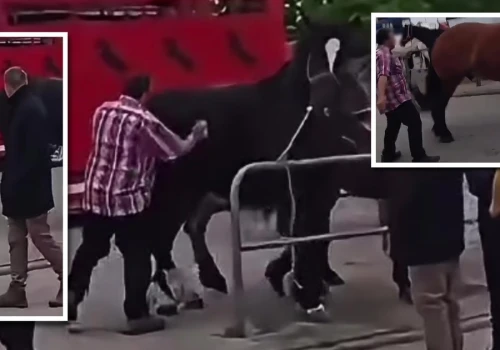Bulwersujące sceny na końskich targach w Pajęcznie. W sieci krąży nagranie. Zaalarmowano policję