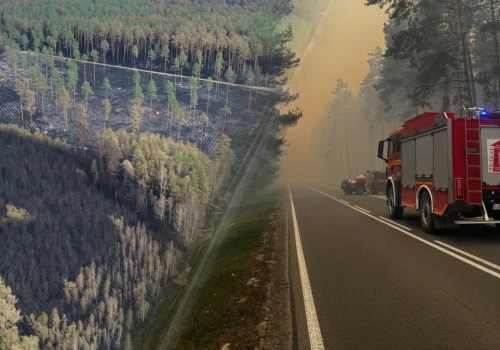 Życie wraca do Puszczy Solskiej. Nagranie po pożarze daje nadzieję