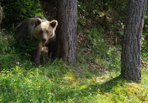 Agresywny niedźwiedź napadł mieszkańca Podkarpacia. 