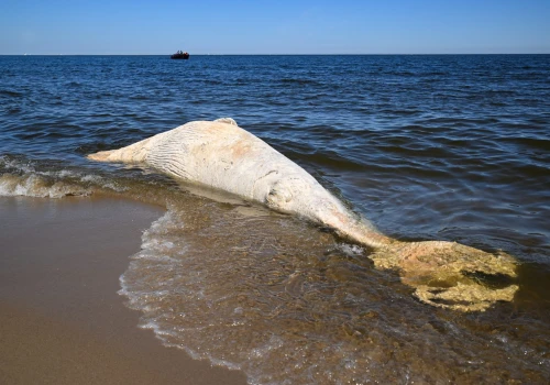 Pomorskie: wieloryb znaleziony na plaży w rezerwacie Mewia Łacha zostanie zutylizowany