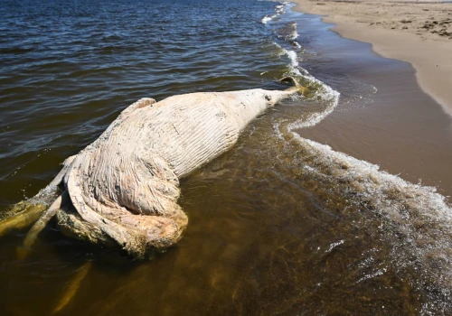 Od wieloryba znalezionego na plaży w Mikoszewie pobrano próbki do badań DNA
