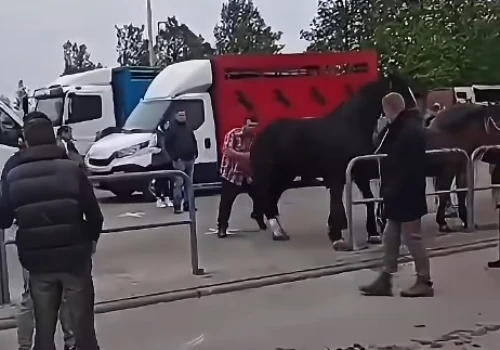 Agresywny mężczyzna szarpał konia. Zwierzę go znokautowało, sprawa na policji