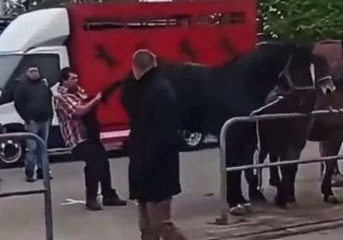 Krakowski dorożkarz „bohaterem” skandalicznego nagrania (Video)