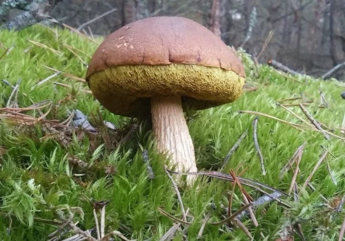 Nowe gatunki grzybów w polskich lasach. To zasługa FunDive i spacerowiczów