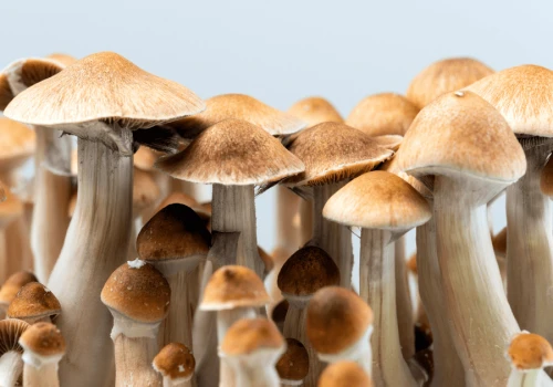Leczenie uzależnień psylocybiną – nowe wyniki badań