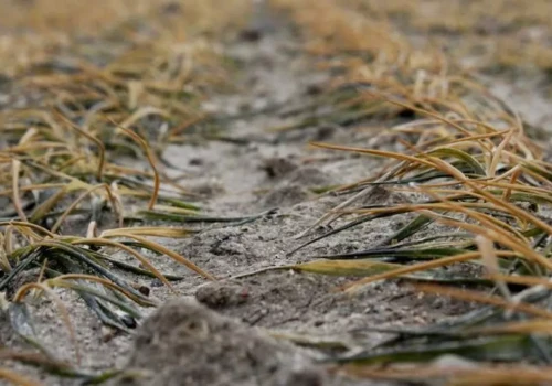Przymrozki wracają na pola. Rolnicy muszą uważać na spadki temperatur i lokalne burze