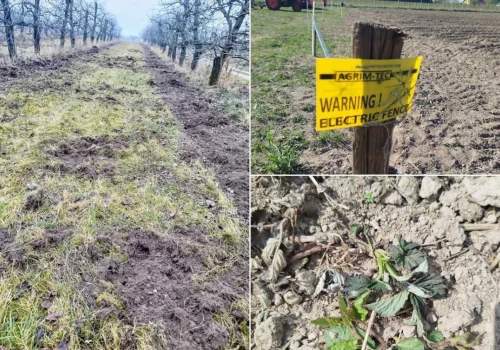 Przymrozki uszkodziły maliny, dziki zniszczyły je do końca