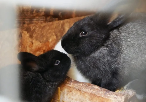 Króliczej afery ciąg dalszy. Powiatowy Lekarz Weterynarii skontrolował lubelski Skansen, skrytykował też aktywistów
