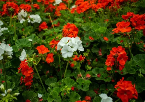 Pelargonie kuszą już w sklepach. Większość osób wynosi je za wcześnie. To kosztowny błąd