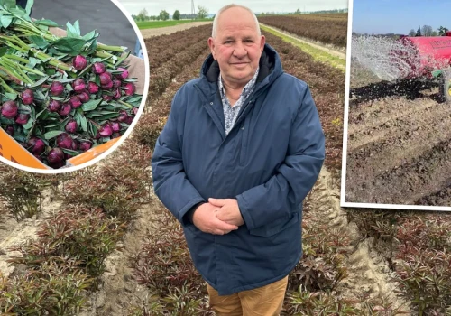 Piwonie zagrożone przez suszę. Plantator wylewa 50 tys. litrów wody dziennie