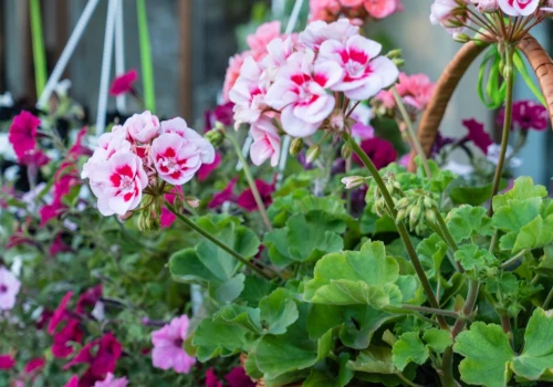 Który kwiat jest lepszy na balkon? Porównujemy stokrotkę afrykańską i pelargonię