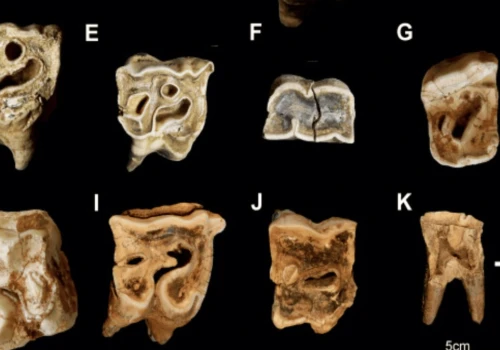 Zaskakujące odkrycie. Neandertalczycy robili narzędzia z ciał zwierząt