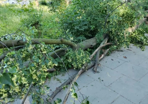 IMGW ostrzega Kraków. Wiatr może łamać drzewa