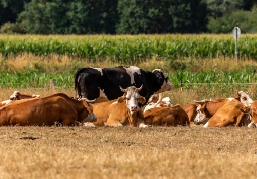 48 krów zniknęło z pastwiska, 79 sztuk bydła w drugim gospodarstwie. Rolnicy tworzą grupy szybkiego reagowania