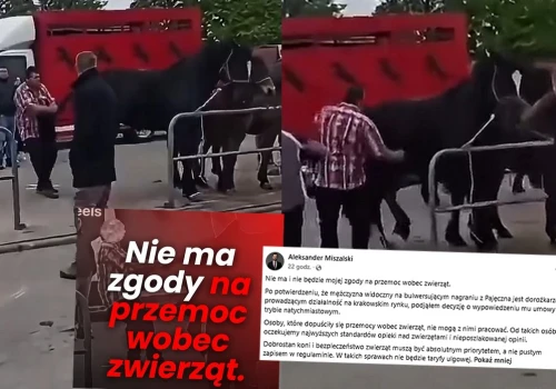 Prezydent Krakowa zwolnił dorożkarza, który maltretował konia na targach w Pajęcznie