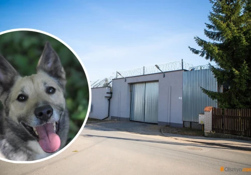 Olsztyn. Osadzeni dadzą domy tymczasowe bezdomnym psom. To pierwsza taka inicjatywa w Polsce