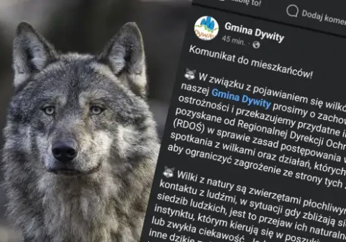 Wilki w gminie Dywity. Urząd wydaje pilny komunikat dla mieszkańców