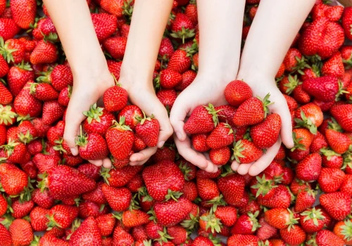 Tak odróżnisz polskie truskawki od importowanych. Zwróć uwagę na 6 cech owoców krajowych. Polskie odmiany mają najlepszy smak