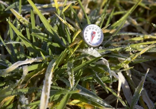 Przymrozki i susza uderzają jednocześnie. KRIR chce pilnego wsparcia dla rolników