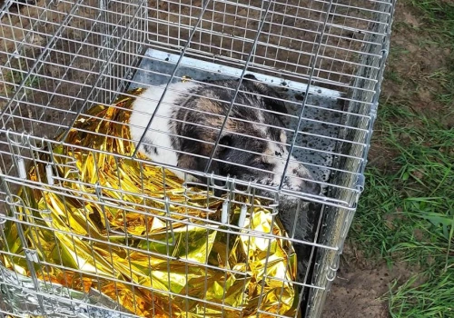 Pies uwięziony w grzęzawisku pod mostem w Kaliszu. Ruszyła akcja ratunkowa strażaków
