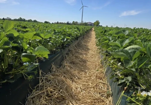 Truskawki ruszyły. Plantator liczy na cenę powyżej 4 euro