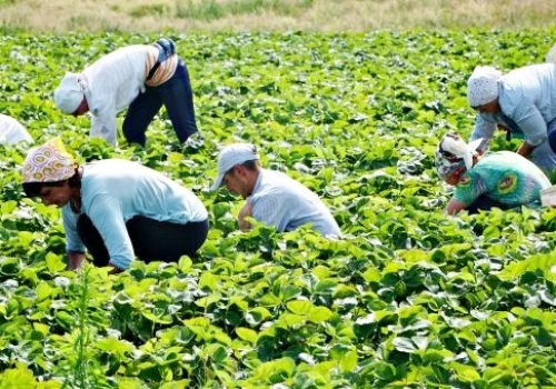 Nowe zasady zatrudniania cudzoziemców. Co muszą wiedzieć sadownicy i plantatorzy w 2026 roku?