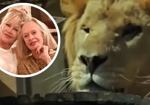 Jako dziecko Melanie Griffith zamieszkała z 200-kilowym lwem. Powód? Matce wydawał się słuszny