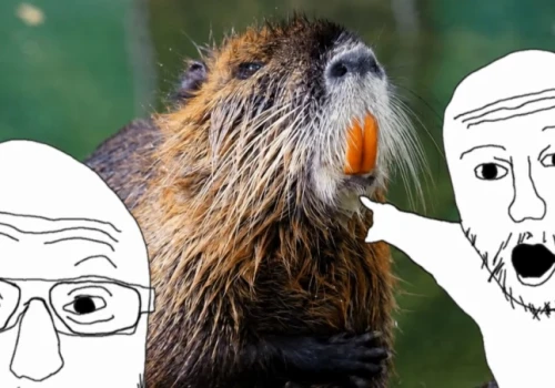 To nie „bober”, a nutria! Czy potrafisz rozróżnić te zwierzęta z wrocławskiego zoo?