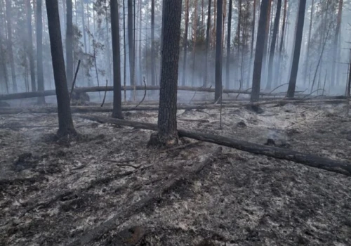 „W pamięci zostaną mi obrazy spalonych lasów, ta wyjątkowo czarna ziemia. To są naprawdę straszne widoki…”
