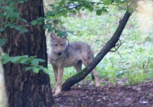 RDOŚ daje zielone światło w sprawie wilków. Oto jak można sobie z nimi radzić