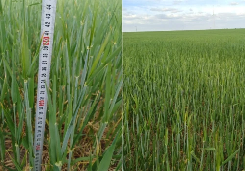 Jęczmień ozimy kłosi się przy 40 cm wysokości. Słabe plantacje po zimie nie odzyskały potencjału