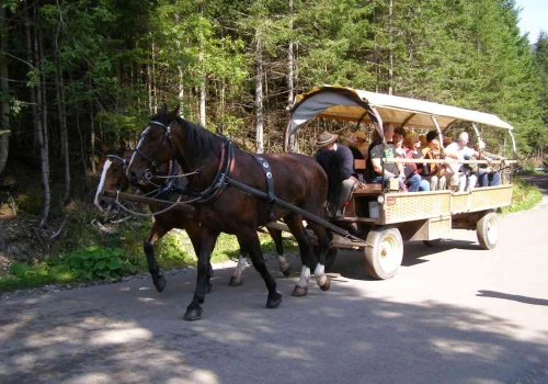 Morskie Oko. Uczulenie na koński pot może skończyć się akcją ratunkową. Mało który turysta o tym wie
