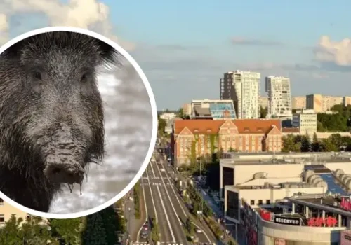 ASF w Olsztynie! Martwy dzik przy ul. Tuwima. Miasto w strefie ograniczeń