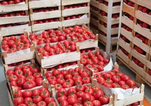 Wysłali pomidory do Polski. Zarobili 475 mln zł. Oto skąd pochodzą