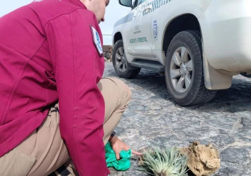 Turyści przyłapani na kradzieży roślin z Parku Narodowego Teide. Grozi im wysoka kara