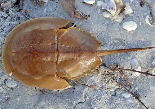 Oceaniczny odkurzacz. O ekstremalnych skrzypłoczach i dlaczego są ważne