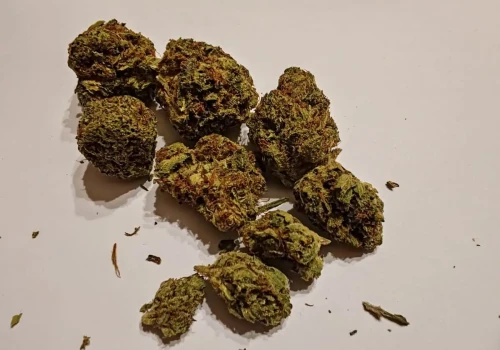 Red Velvet Cake 27% – nowa sativa od Canopy Growth