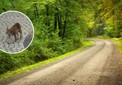 Ten drapieżnik stał się legendą. Teraz pokazał się w polskim nadleśnictwie