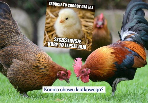 Decyduje się los kur w Europie, chów klatkowy może zostać całkowicie zakazany