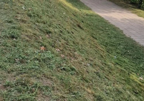 Zielony Konin czy stare nawyki? Internautka pyta o koszenie trawy