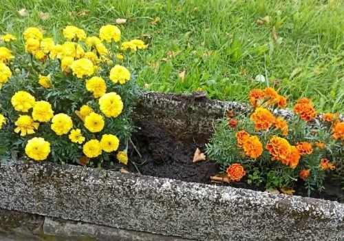 W czym wandalom przeszkadzają rabaty kwiatowe i donice w Suchej Beskidzkiej? – ZDJĘCIA