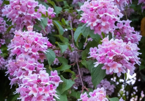 Zapomnij o rododendronie. Ten krzew kwitnie równie spektakularnie, a nie wymaga prawie żadnej pielęgnacji